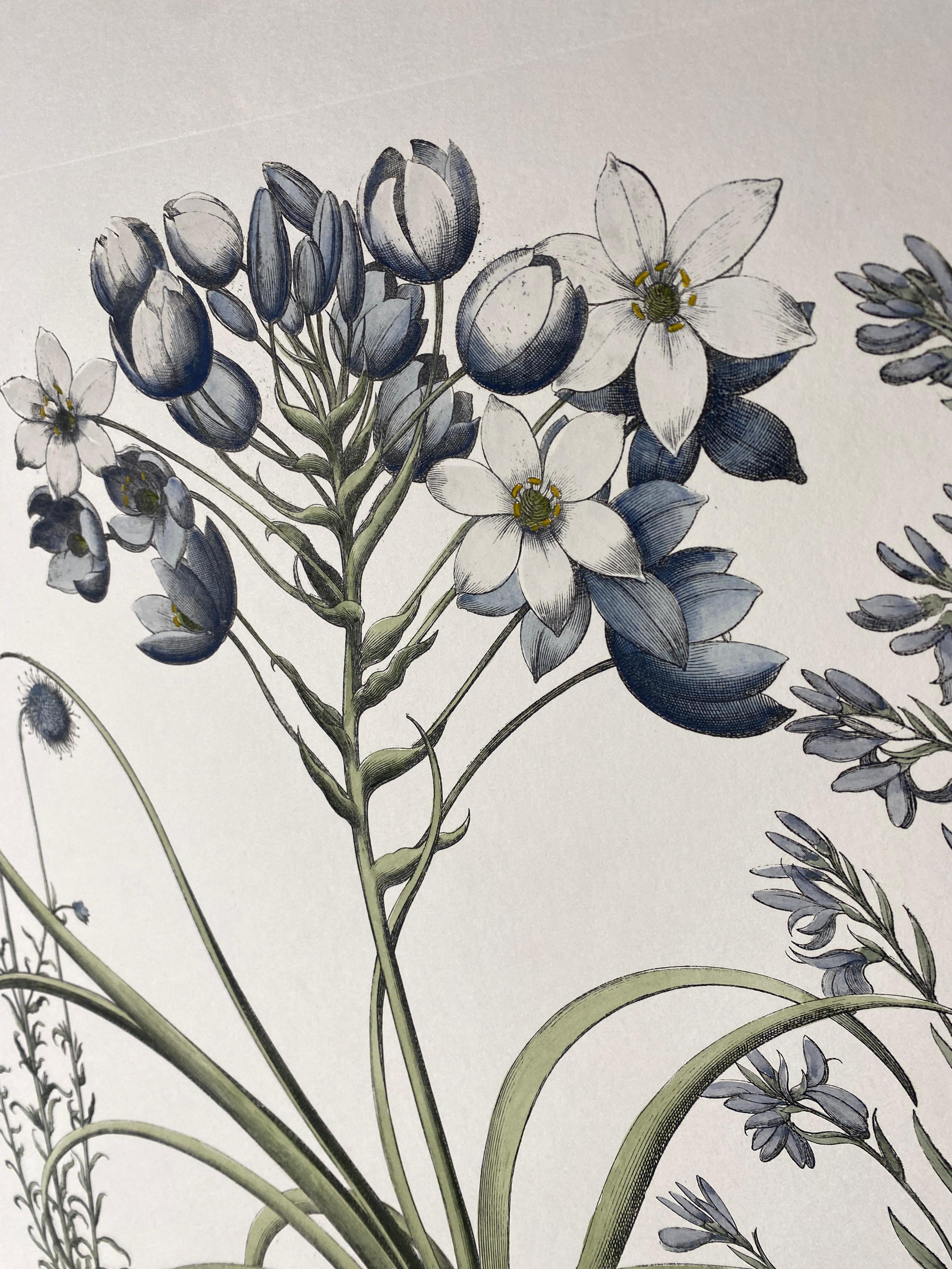 Stampa botanica contemporanea italiana dipinta a mano in blu 