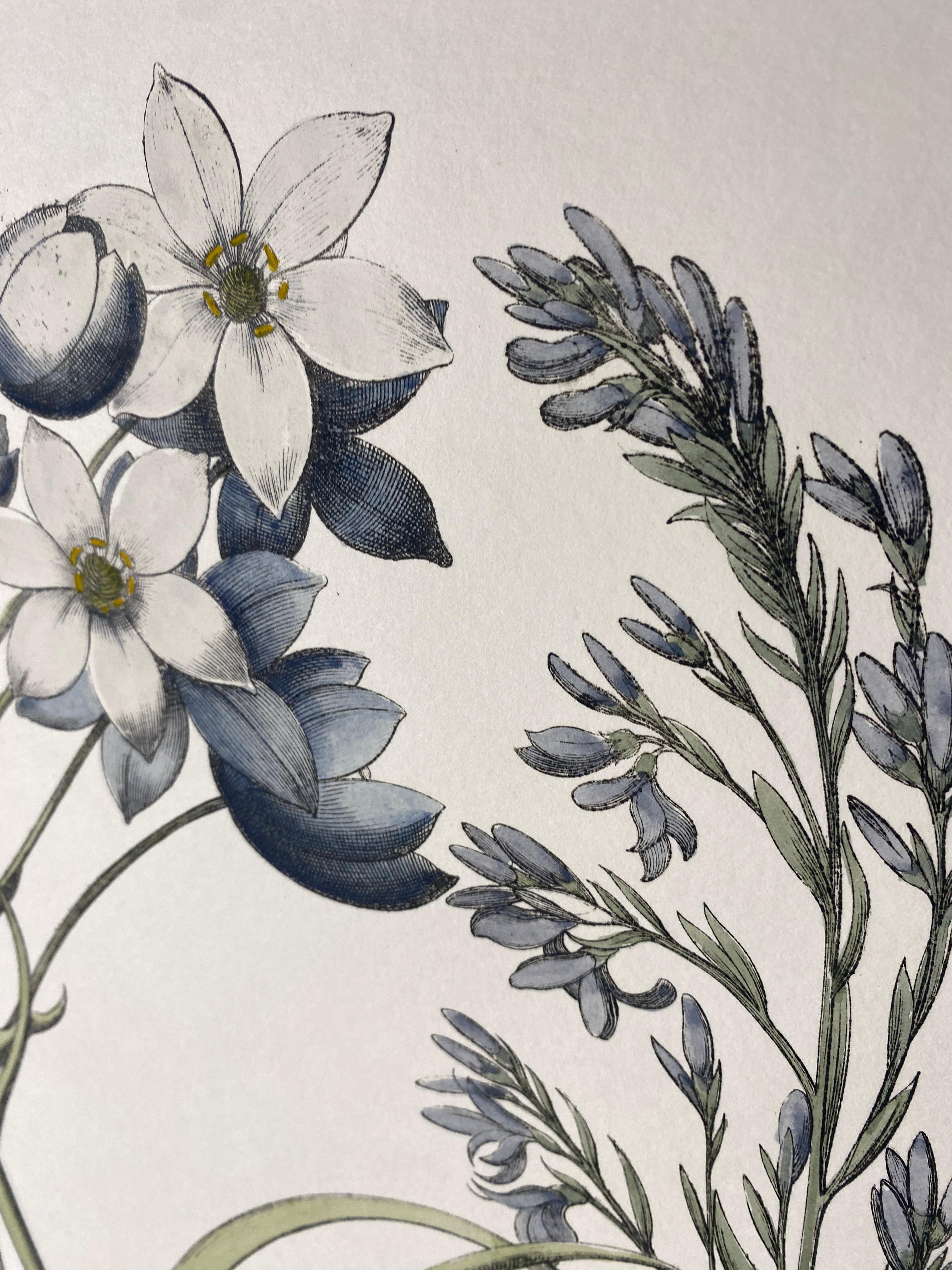 Stampa botanica contemporanea italiana dipinta a mano in blu 