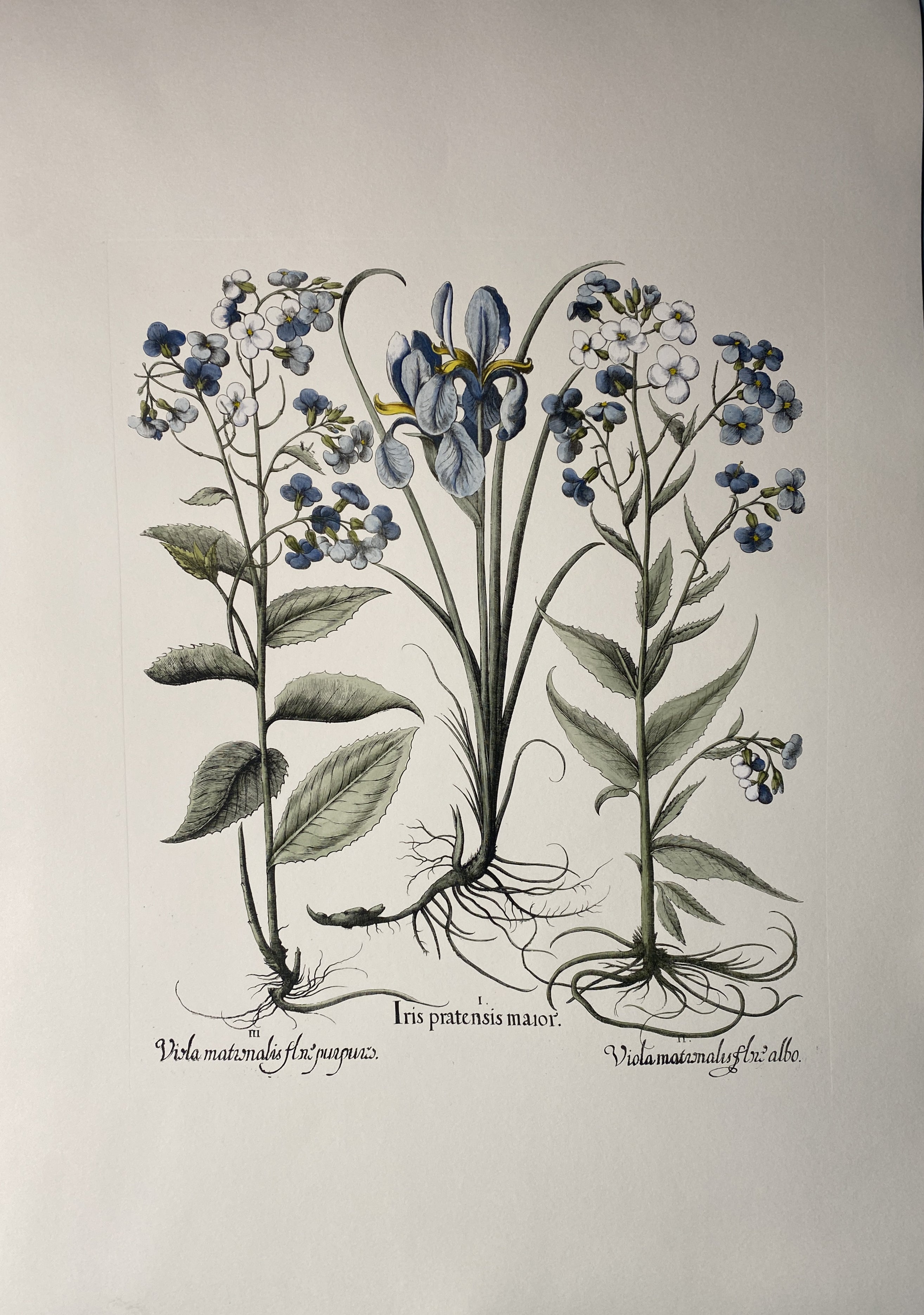Estampe de la Collection Botanique Bulbacee représentant le Paeonia Peregrina, enrichie de couleurs bleues et de nuances d'aquarelle.

D'autres imprimés de fleurs Bulbacee sont disponibles pour créer une composition haute en couleur :
- Iris
-