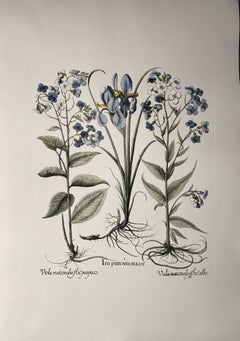 Stampa botanica italiana contemporanea dipinta a mano di colore blu "Peonia Peregrina" 8 di 10