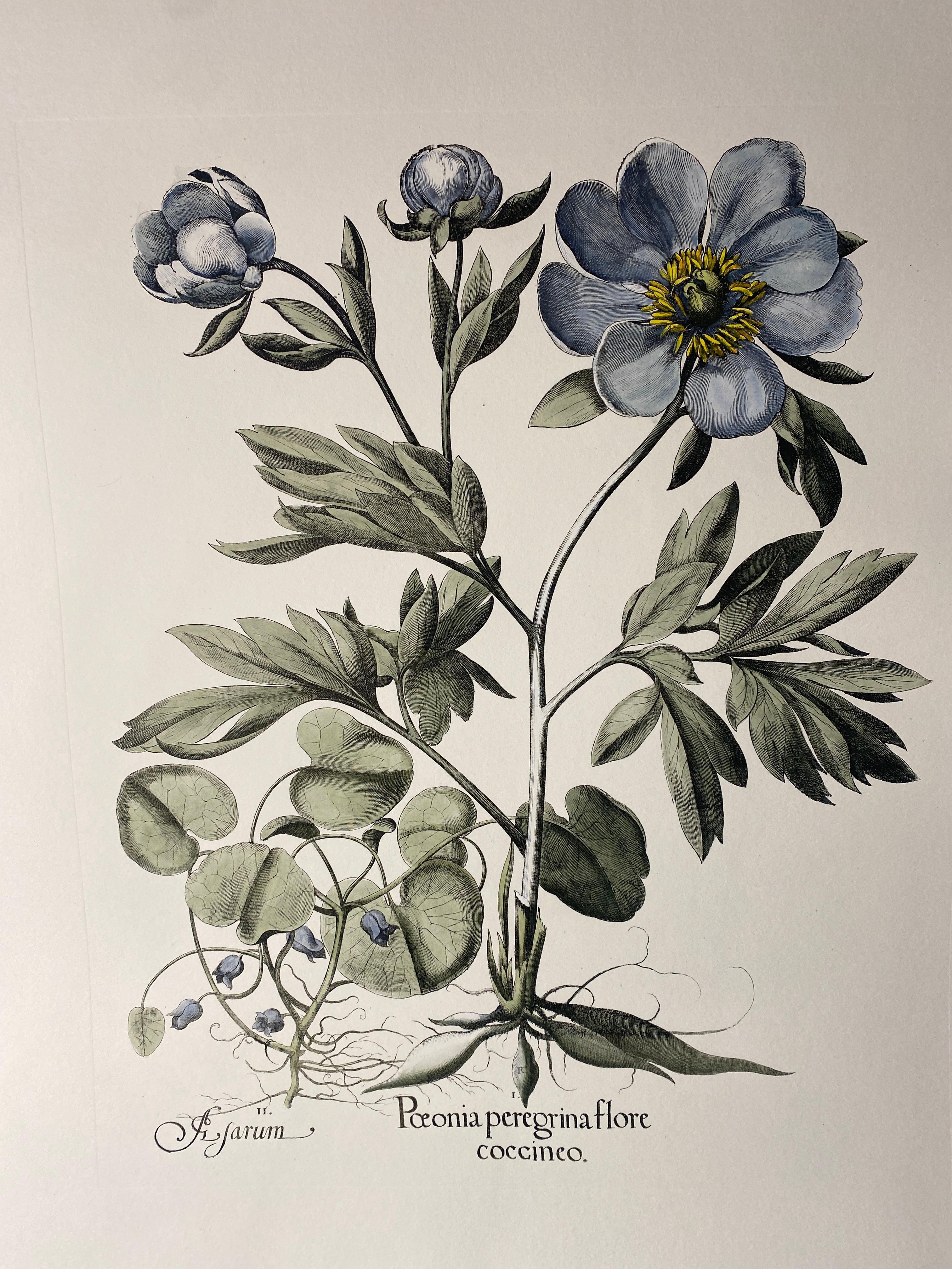 XXIe siècle et contemporain Impression botanique bleue peinte à la main et contemporaine italienne 