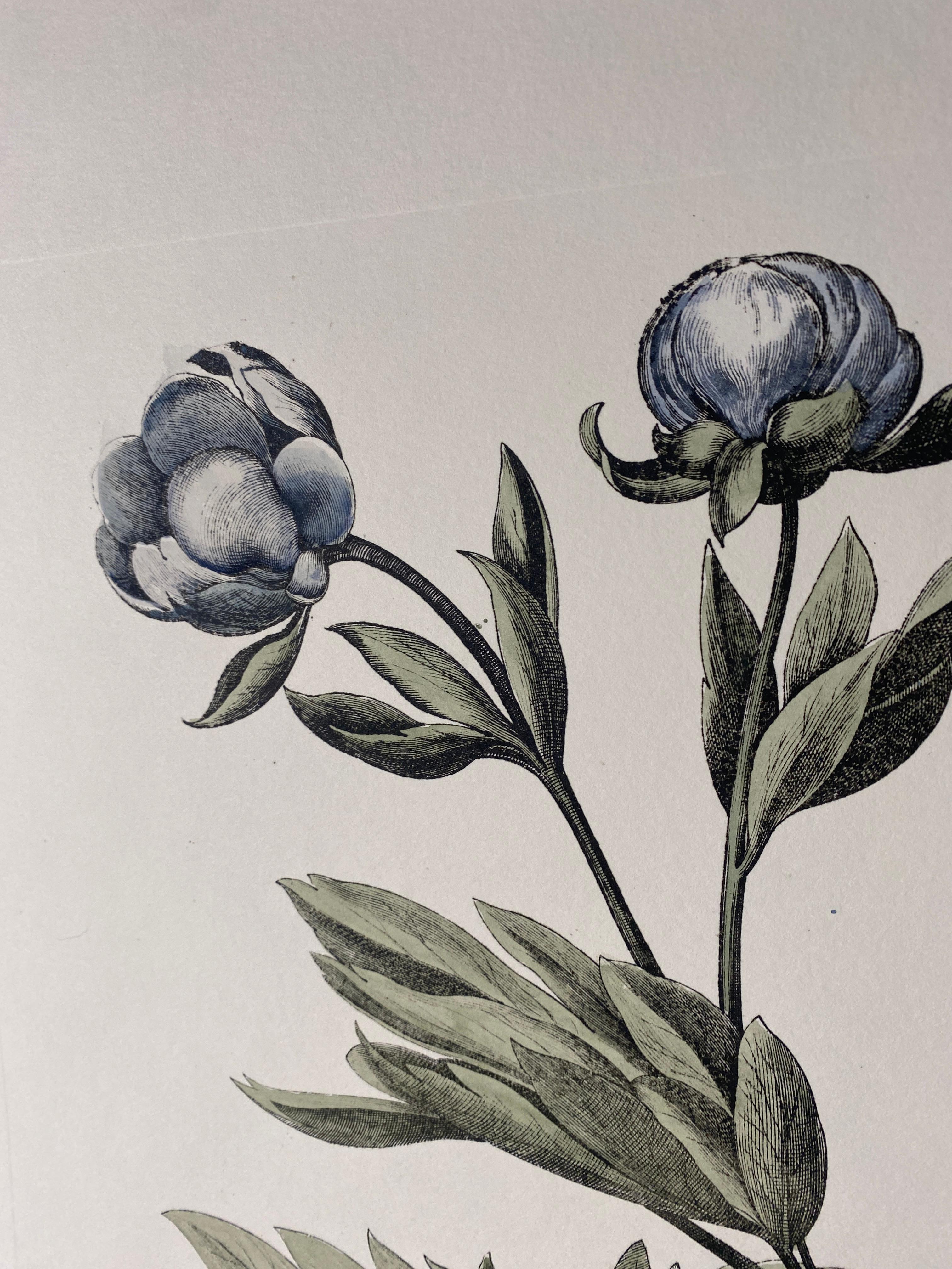 Impression botanique bleue peinte à la main et contemporaine italienne 