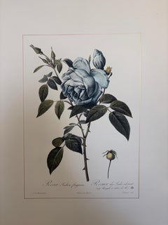 Gravure botanique contemporaine italienne peinte à la main "Rosa Indica" 1 de 2