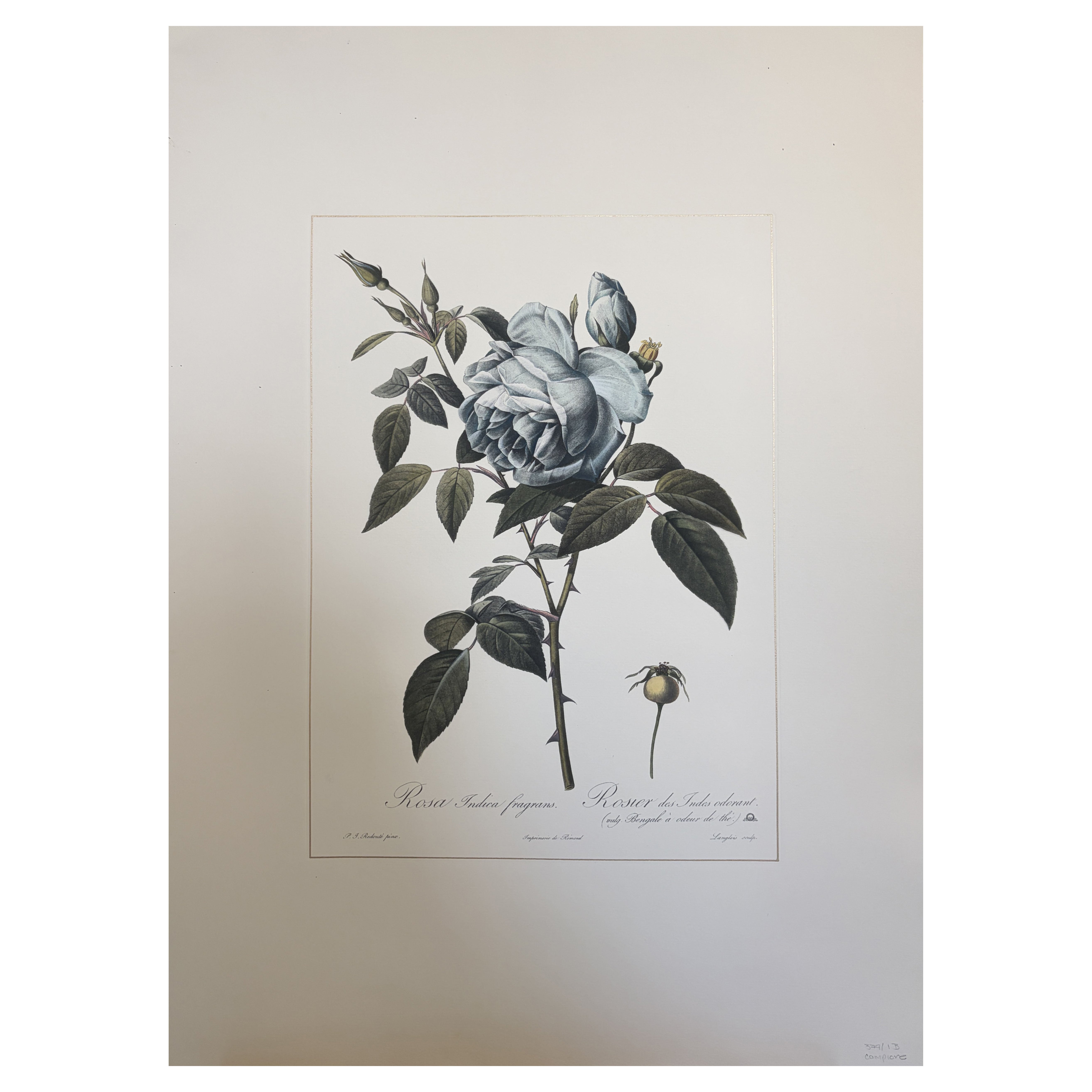 Italian Contemporary HandPainted Botanical Blue Print "Rosa Indica" 1 of 2