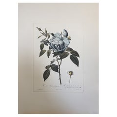 Gravure botanique contemporaine italienne peinte à la main "Rosa Indica" 1 de 2
