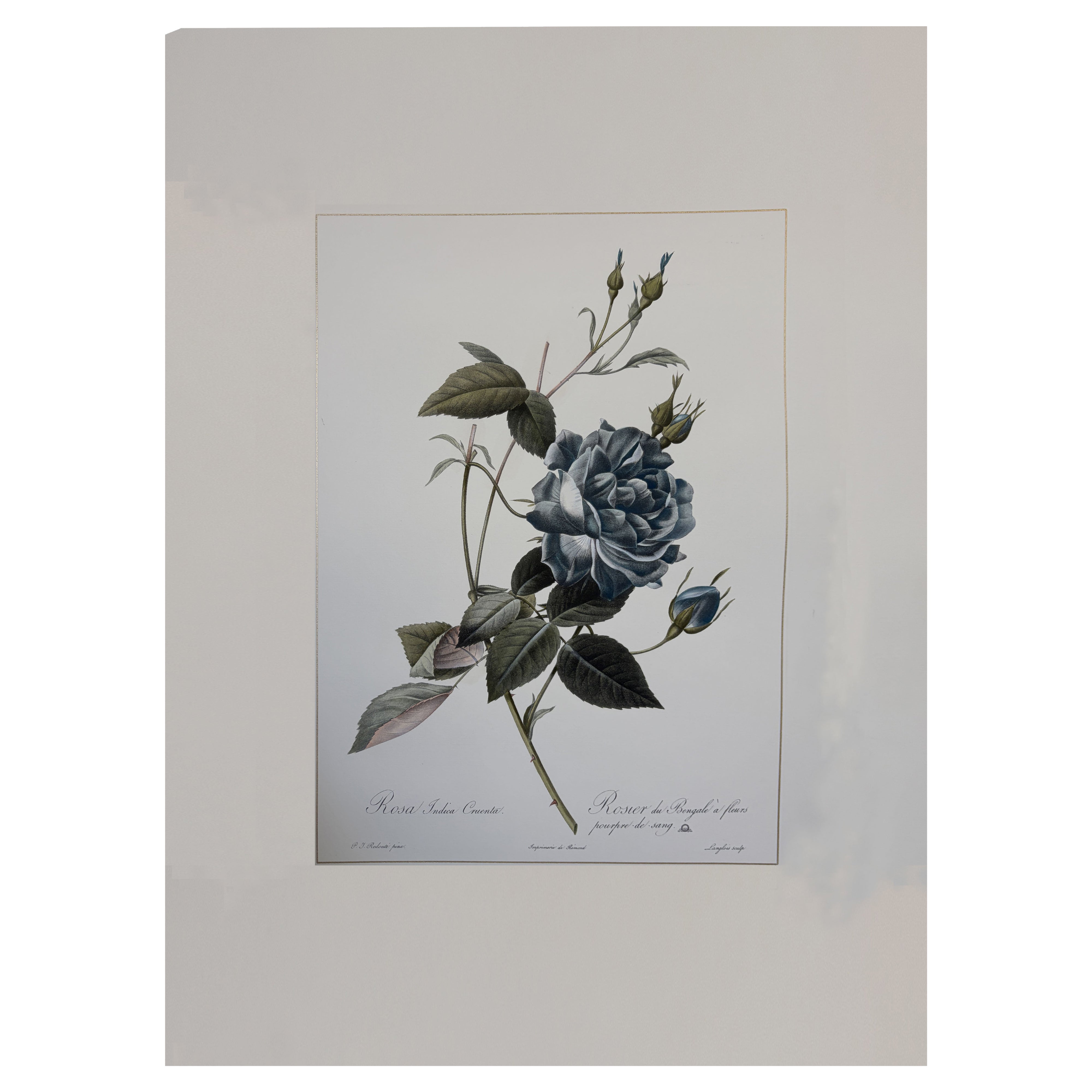 Italian Contemporary HandPainted Botanical Blue Print "Rosa Indica" 2 of 2 For Sale