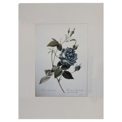 Italian Contemporary HandPainted Botanical Blue Print "Rosa Indica" 2 of 2