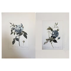 Italian Contemporary HandPainted Botanical Blue Print "Rosa Indica" Set of 2