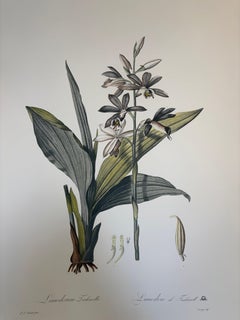 Italian Contemporary HandPainted Botanical Print "Limodorum" 2 of 3