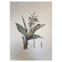 Italian Contemporary HandPainted Botanical Print "Limodorum" 2 of 3