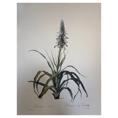 Italian Contemporary HandPainted Botanical Print "Pitcarnia" 3 of 3