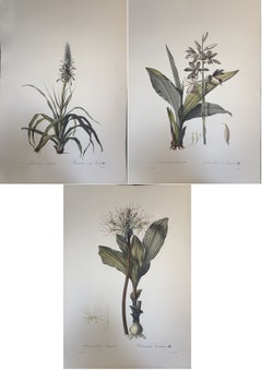 Italian Contemporary HandPainted Botanical Print Set of 3