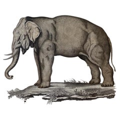 Italian Contemporary Jungle Style Hand Colored Faunistic Print, Elephant