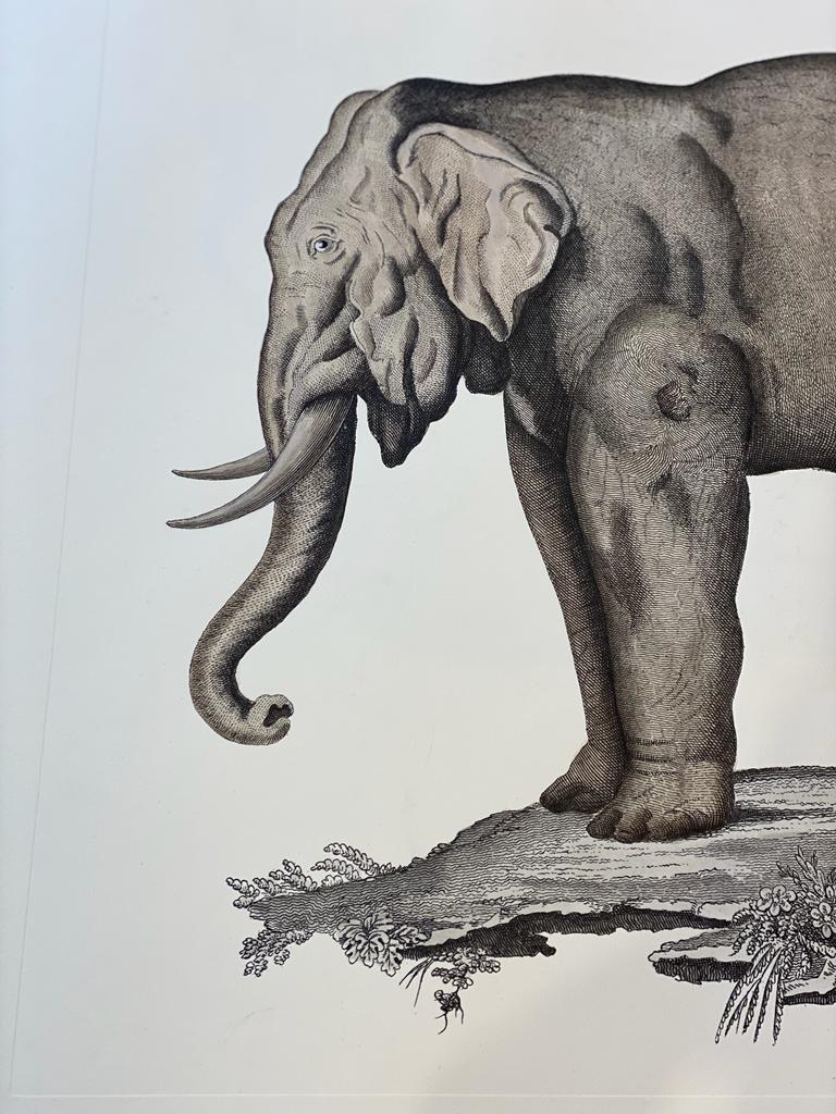 Italienischer zeitgenössischer handgefärbter Faunistischer Druck im Dschungelstil, Elefant (Radiert) im Angebot