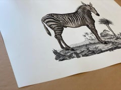 Estampado Faunístico Italiano Contemporáneo Estilo Jungla Coloreado a Mano, Cebra