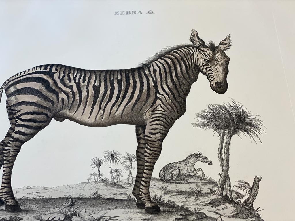 Buriné Impression fauniste italienne contemporaine de style Jungle colorée à la main, Zebra en vente