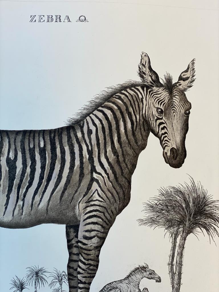 Italian Contemporary Jungle Style Hand Colored Faunistic Print, Zebra In New Condition For Sale In Scandicci, Florence