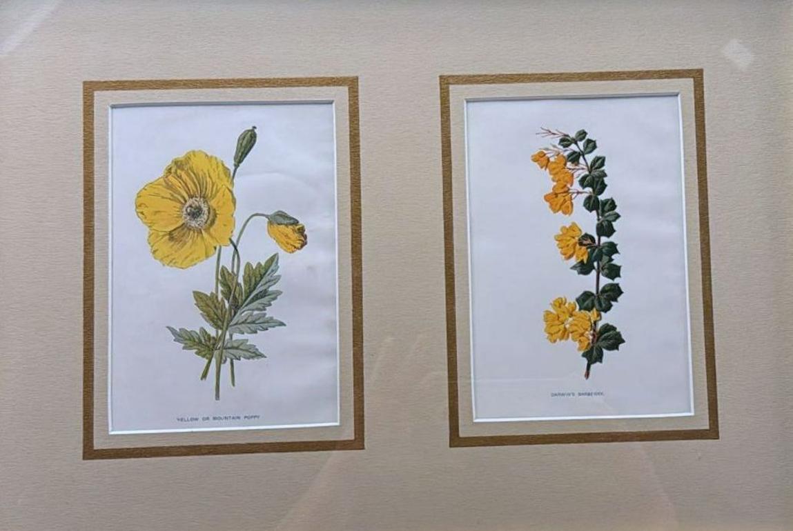Late Victorian Italian Frame with Mirrors and English Chromolithographic Prints of Flowers - 05 For Sale