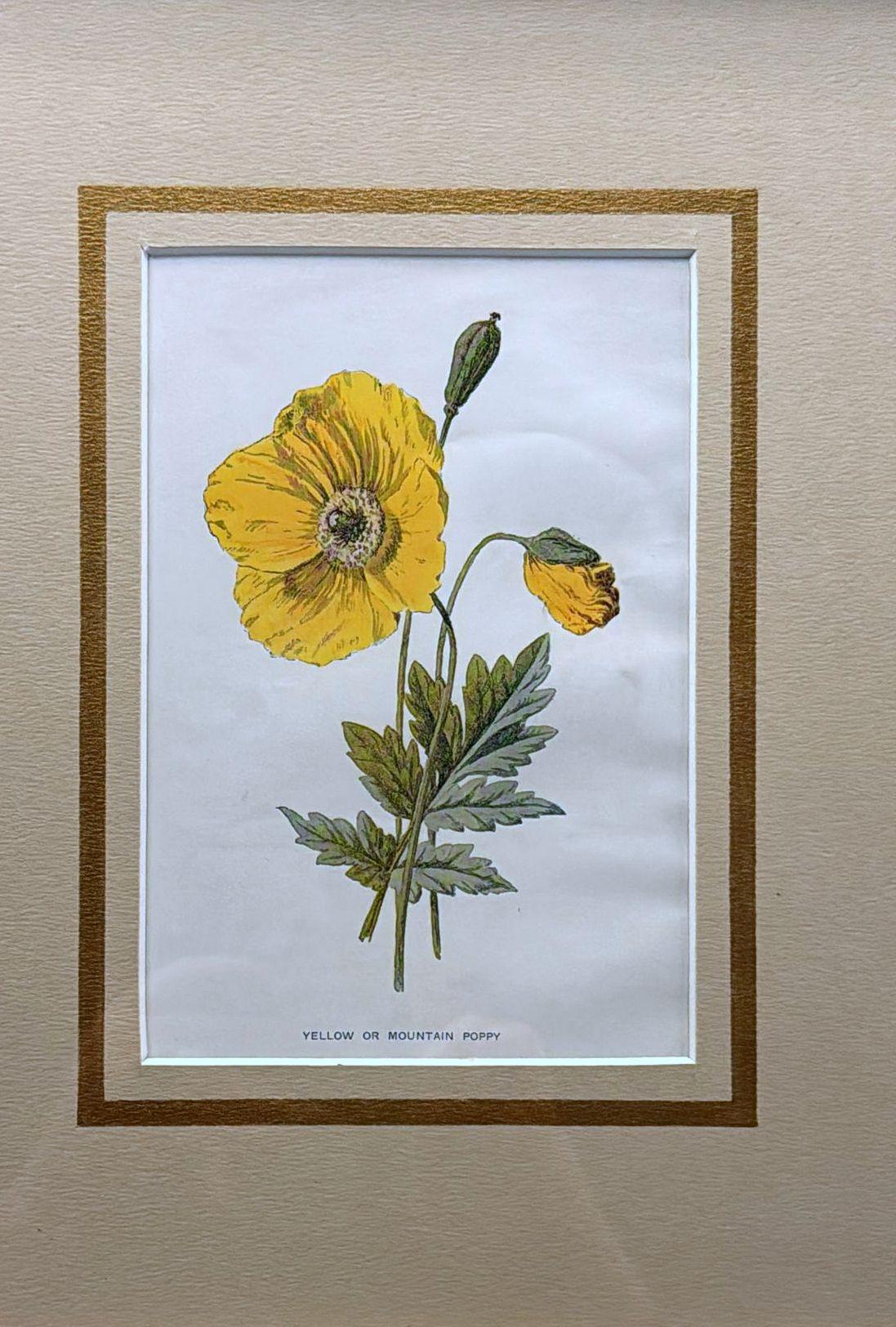 Italian Frame with Mirrors and English Chromolithographic Prints of Flowers - 05 In Good Condition For Sale In Prato, Tuscany