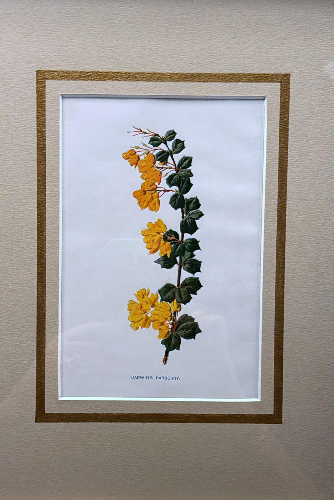 Italian Frame with Mirrors and English Chromolithographic Prints of Flowers - 05 For Sale 1
