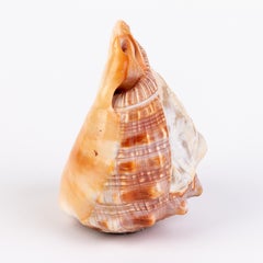 Italian Grand Tour Carved Conch Shell Cameo Lamp 19th Century