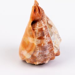 Italian Grand Tour Carved Conch Shell Cameo Lamp 19th Century