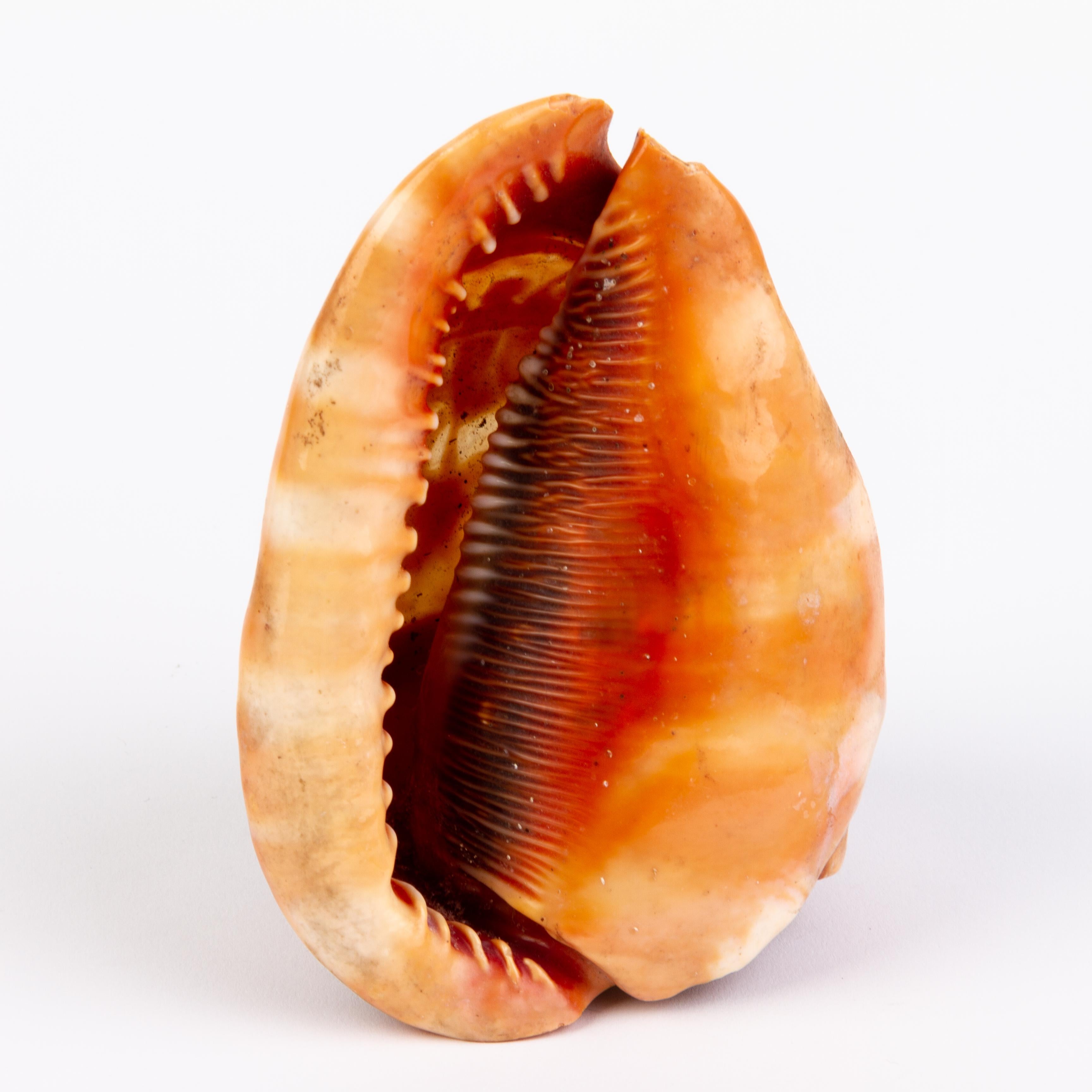 Italian Grand Tour Carved Conch Shell Cameo Lamp 19th Century In Good Condition In Nottingham, GB