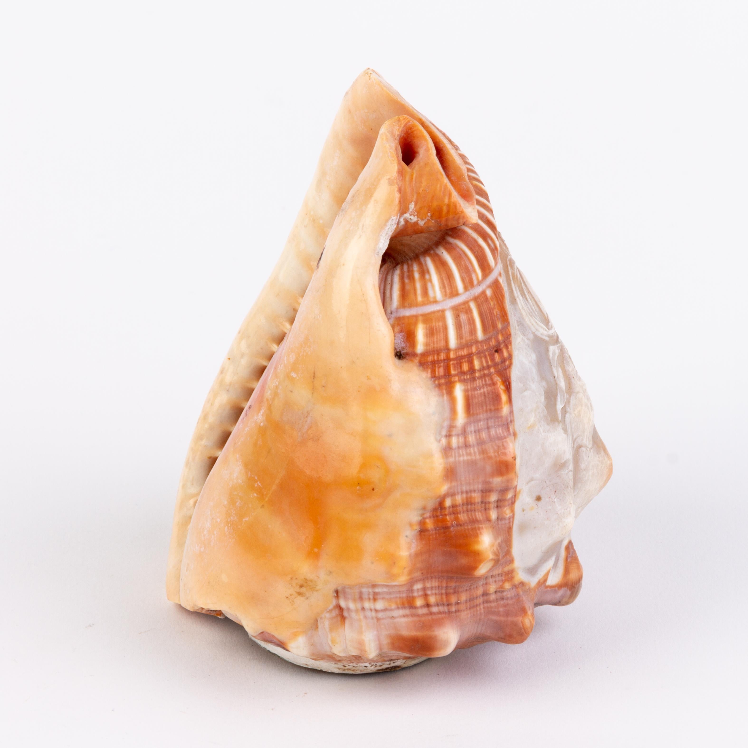 Italian Grand Tour Carved Conch Shell Cameo Lamp 19th Century 
Good condition 
From a private collection.
Free international shipping.