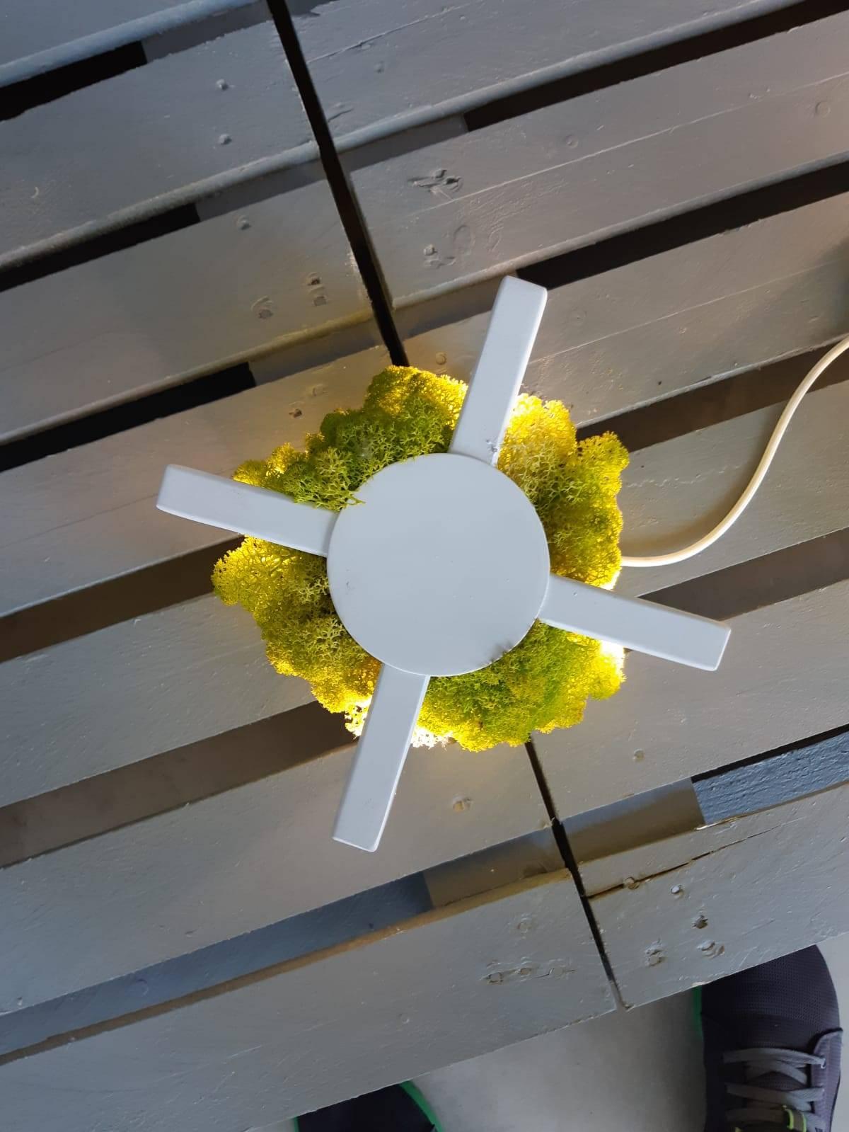 Italian Handmade Ceiling Lamp in Scandinavian Minimalist Style with Natural Moss For Sale 1