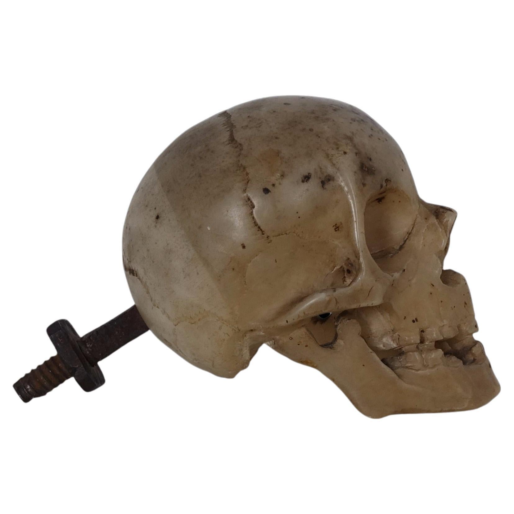 Italian Memento Mori skull -  17th century For Sale