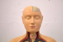 Italian Midcentury Anatomical Educational Torso