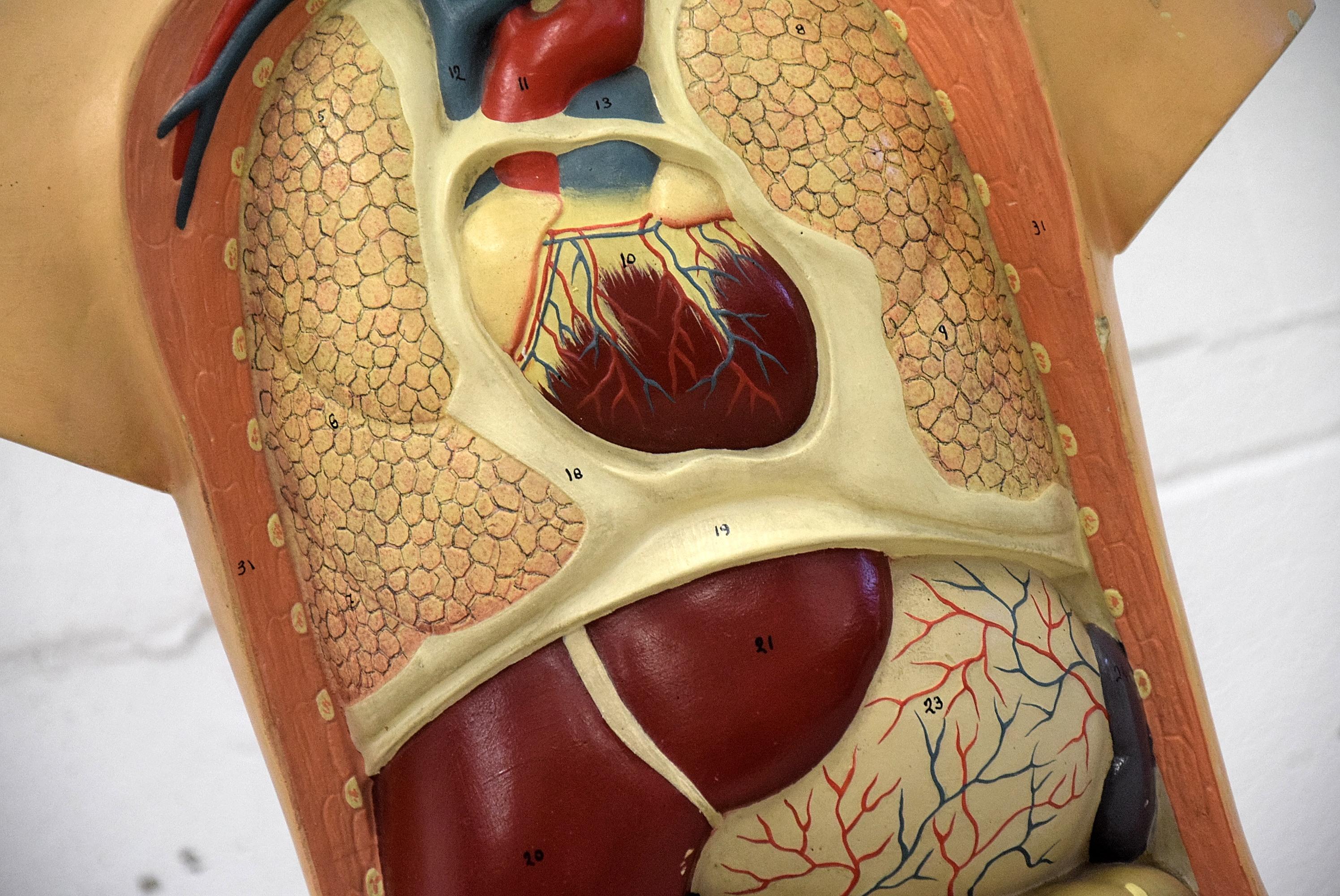 Italienischer Anatomischer italienischer Schultorso aus der Mitte des Jahrhunderts im Zustand „Gut“ im Angebot in Weesp, NL