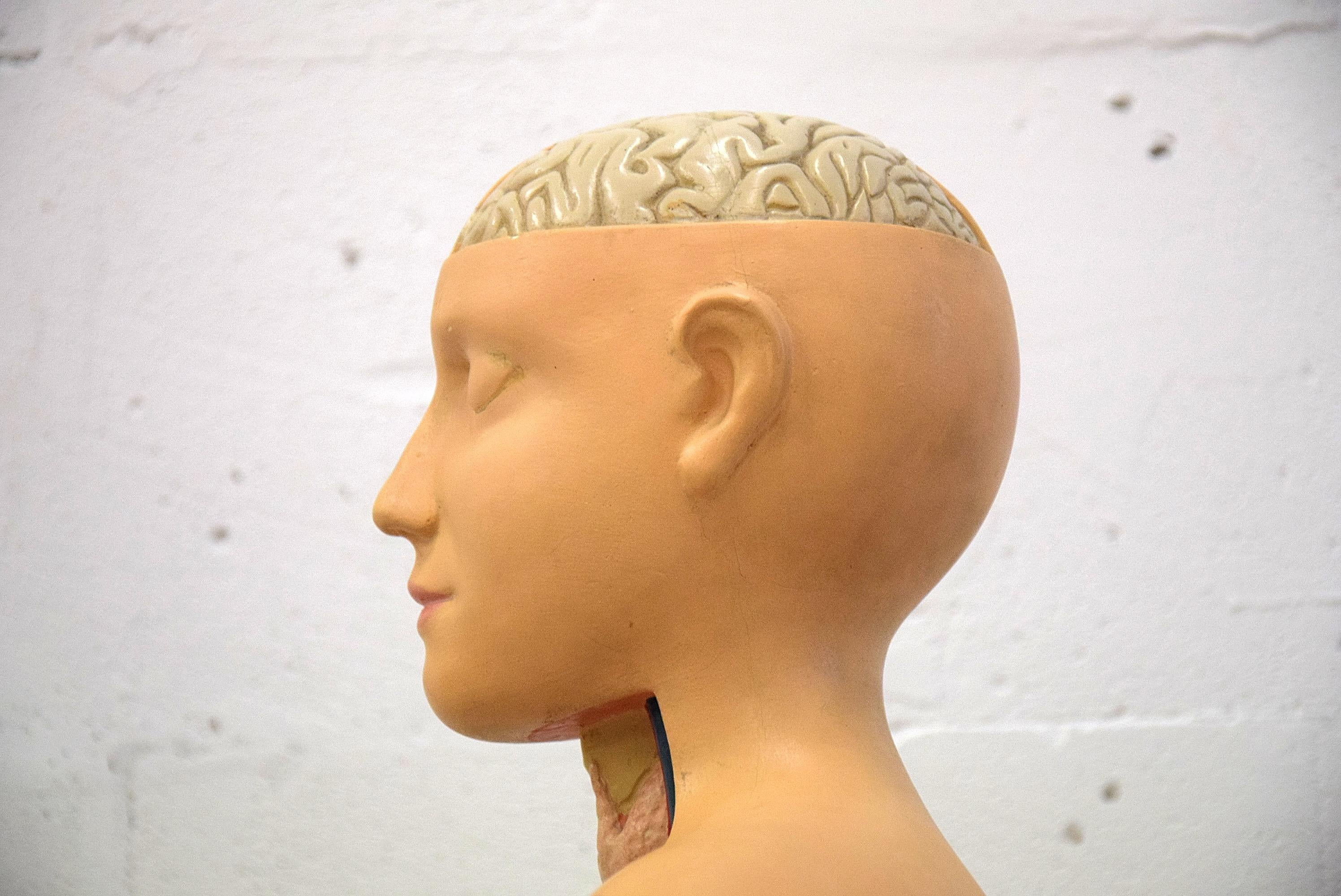 Italian Midcentury Anatomical Educational Torso In Good Condition For Sale In Weesp, NL