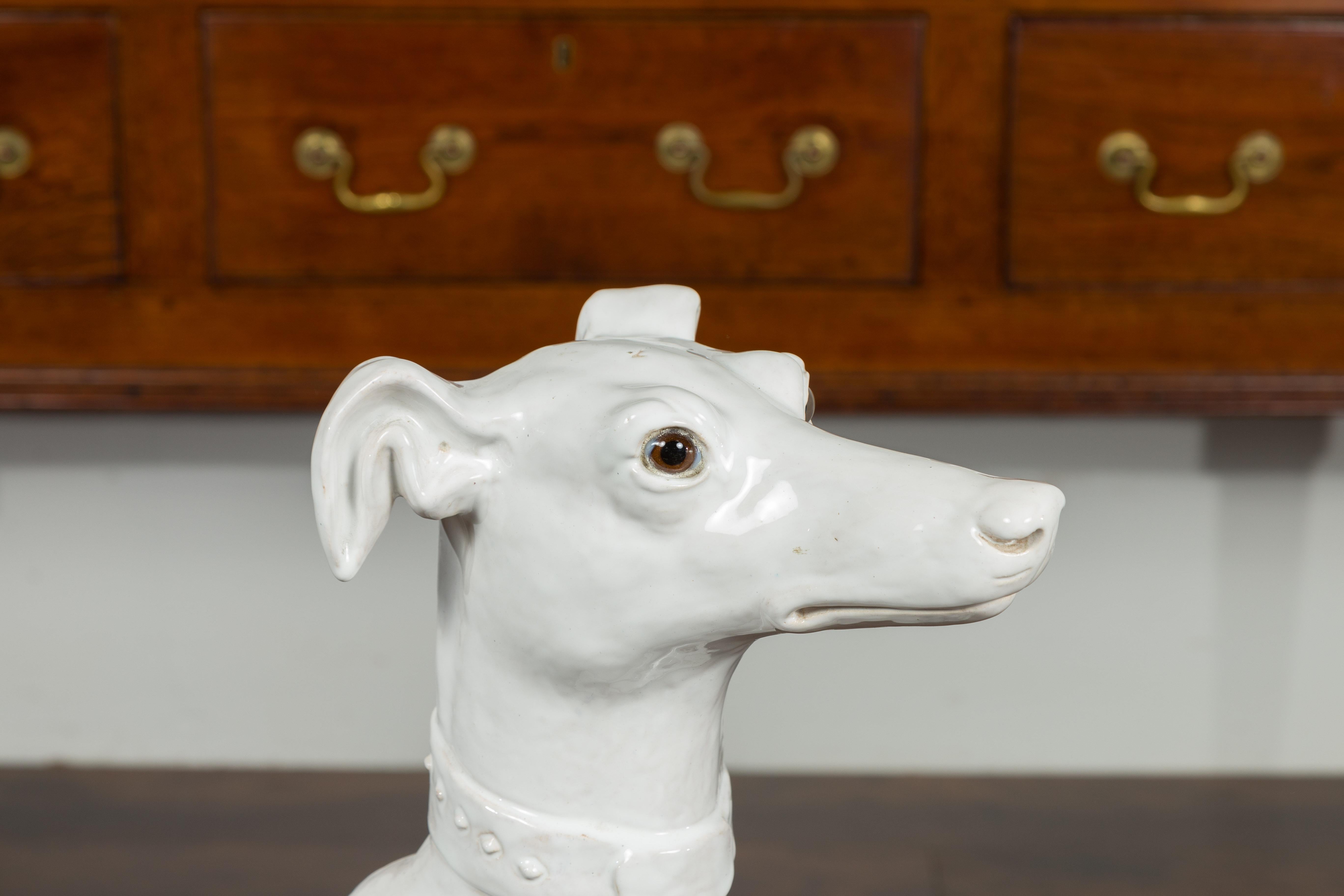 italian greyhound sitting