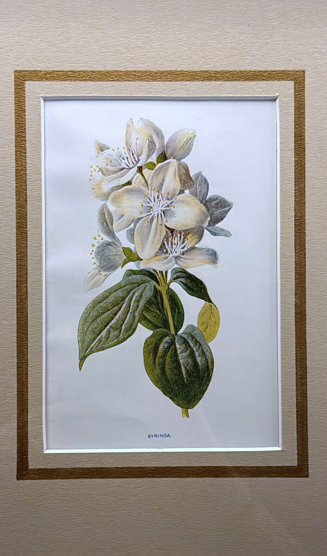 Marco de espejo italiano con estampados florales cromolitográficos ingleses - 01 en Bueno estado para la venta en Prato, Tuscany