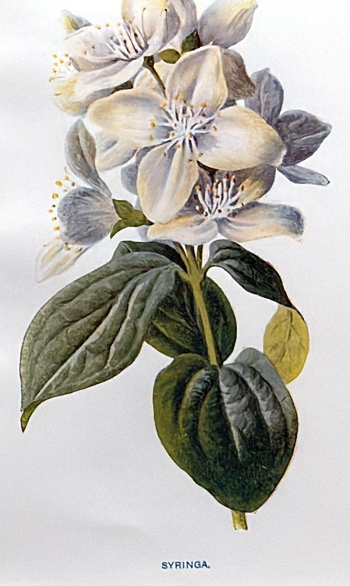 Marco de espejo italiano con estampados florales cromolitográficos ingleses - 01 siglo XX en venta