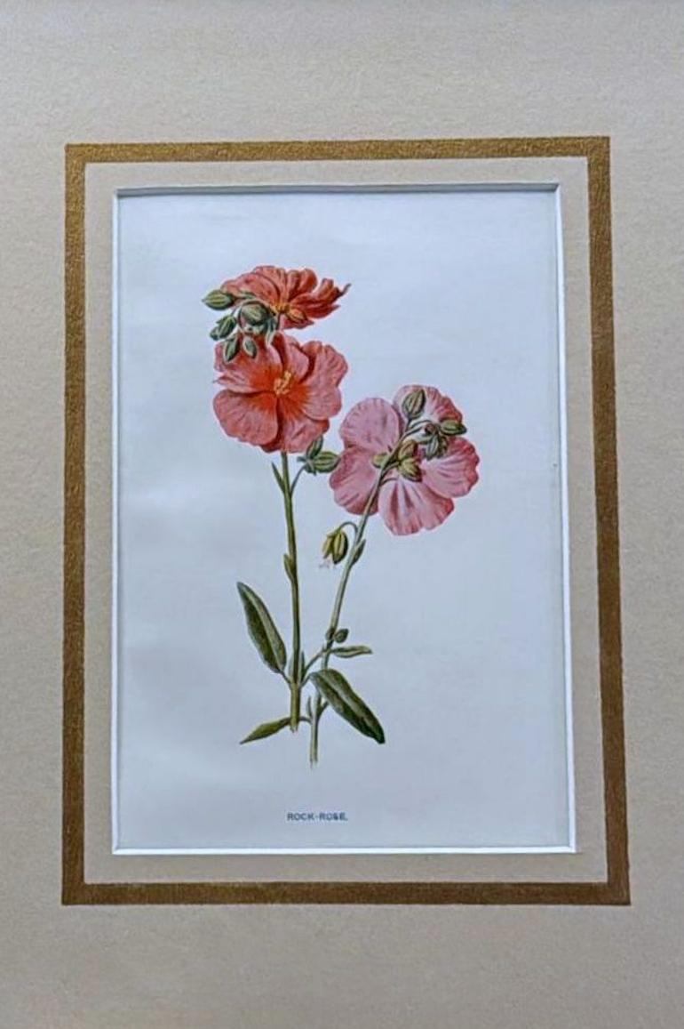 Marco de espejo italiano con estampados florales cromolitográficos ingleses - 03 en Bueno estado para la venta en Prato, Tuscany