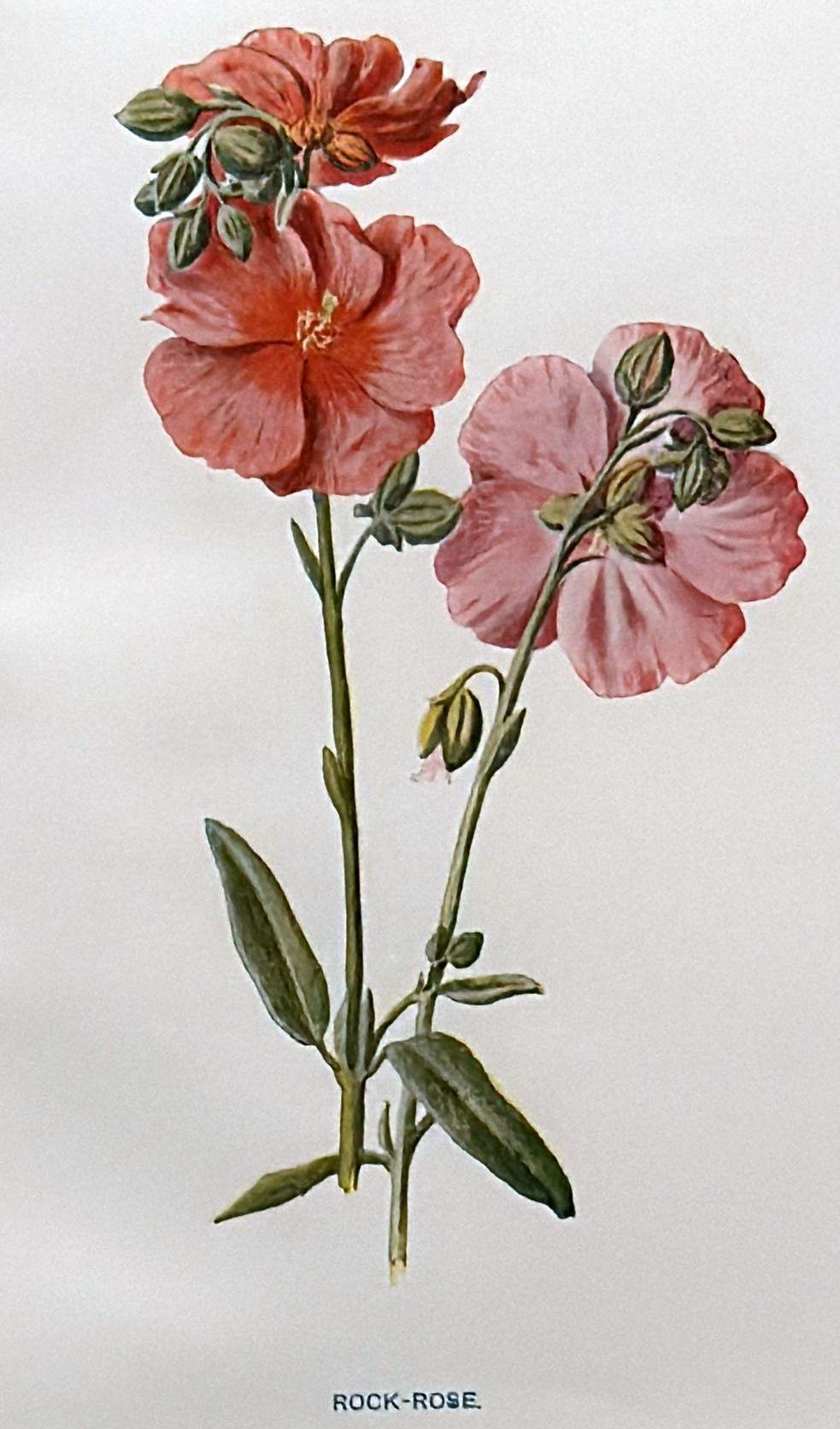 Marco de espejo italiano con estampados florales cromolitográficos ingleses - 03 siglo XX en venta