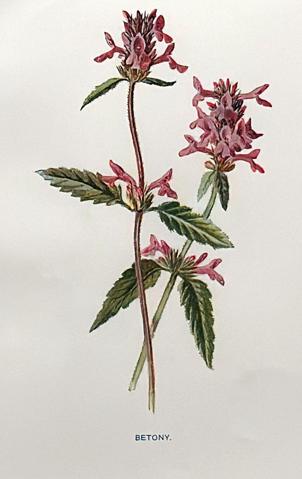 Marco de espejo italiano con estampados florales cromolitográficos ingleses - 03 en venta 1