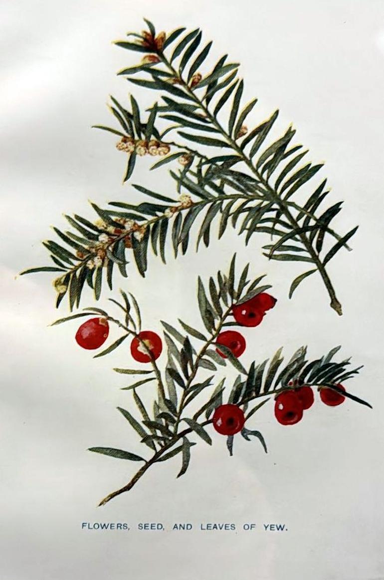 Cadre de miroir italien avec impressions florales chrmolithologiques anglaises - 04 en vente 1