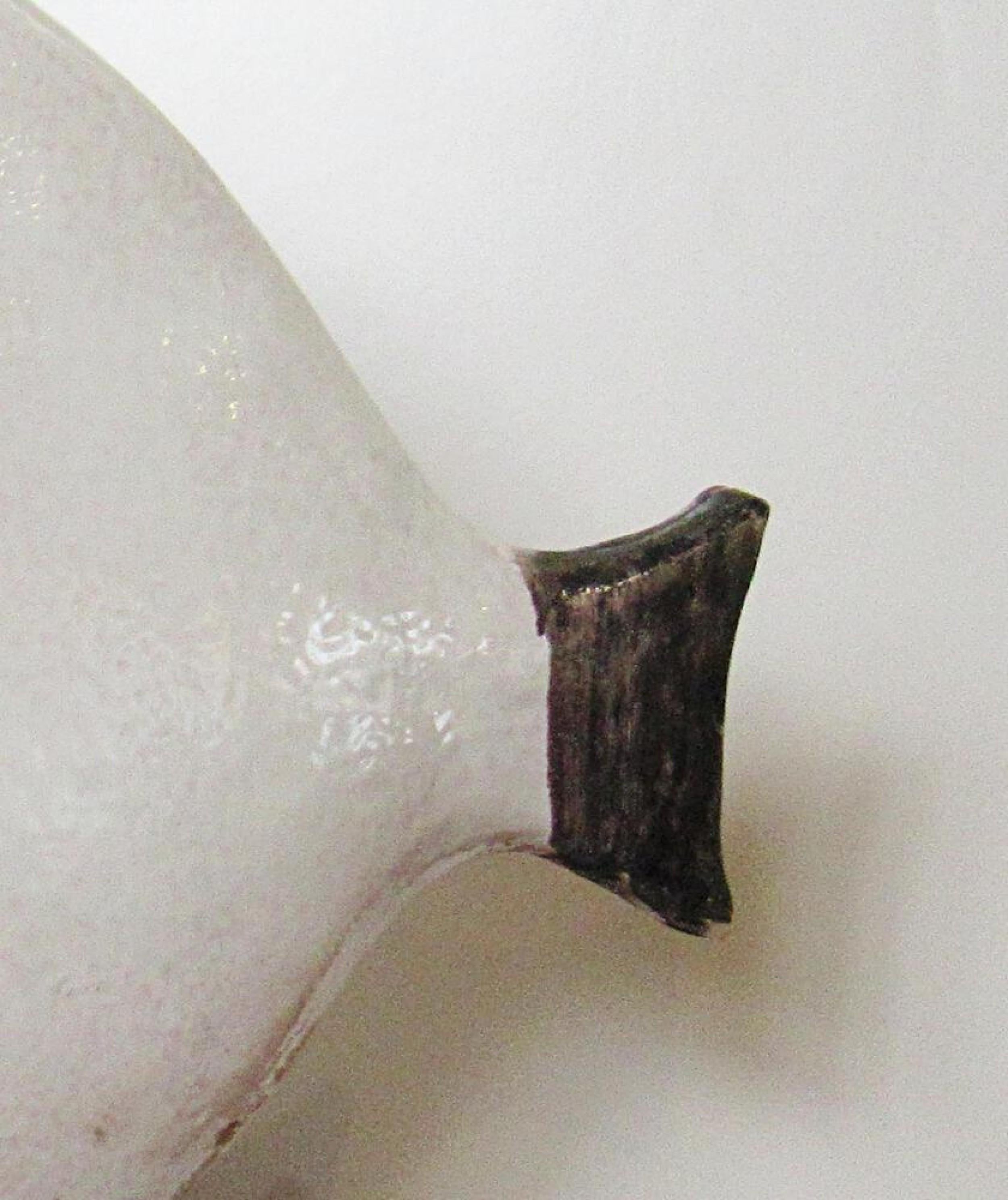 Italian Modern Glazed Ceramic Fish Table Lamps, Ivo De Santis, 1960s For Sale 8
