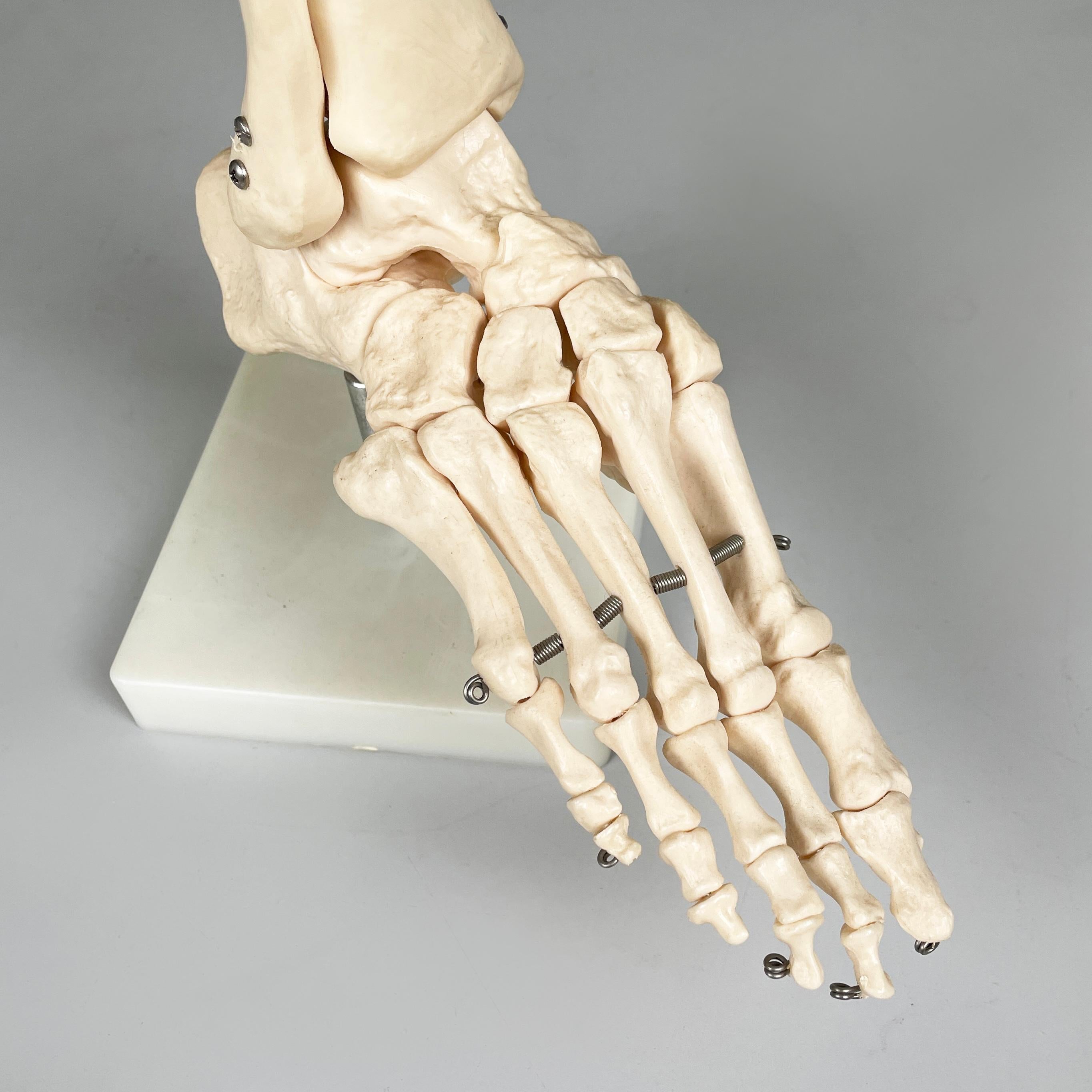 Italienisches modernes wissenschaftliches anatomisches Modell der Fußknochen aus Kunststoff, 2000er Jahre (Italian) im Angebot