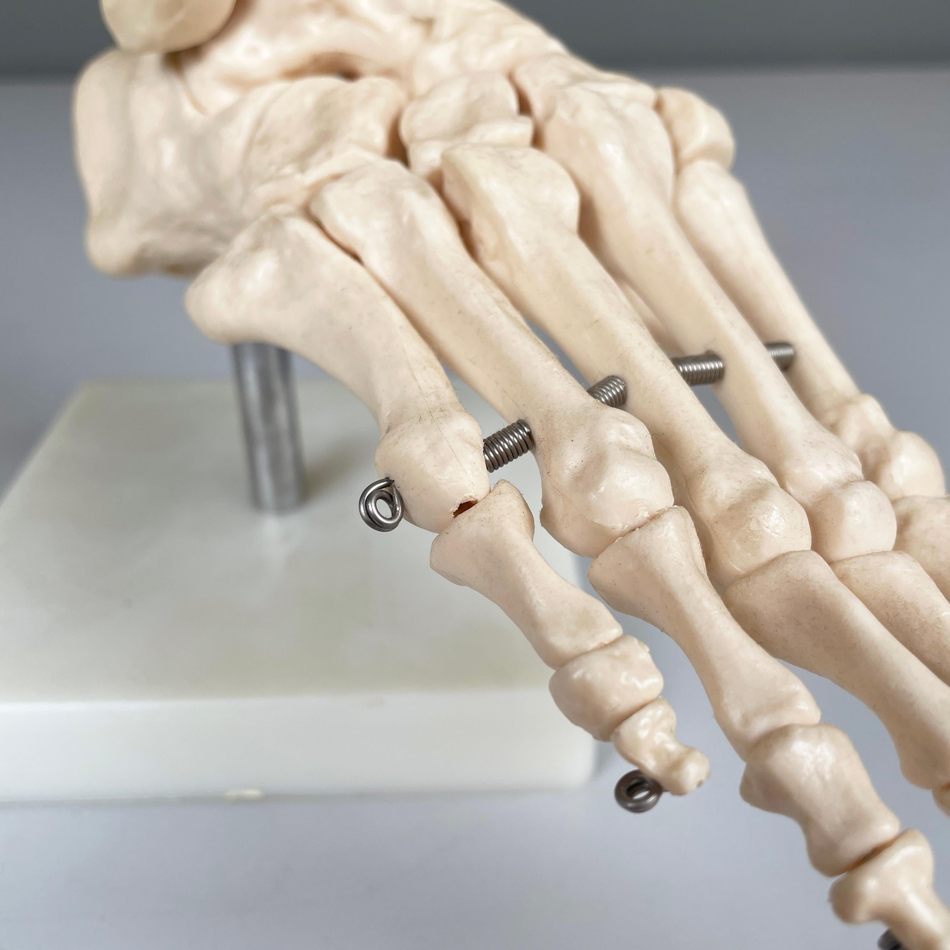 Italienisches modernes wissenschaftliches anatomisches Modell der Fußknochen aus Kunststoff, 2000er Jahre (Zeitgenössisch) im Angebot