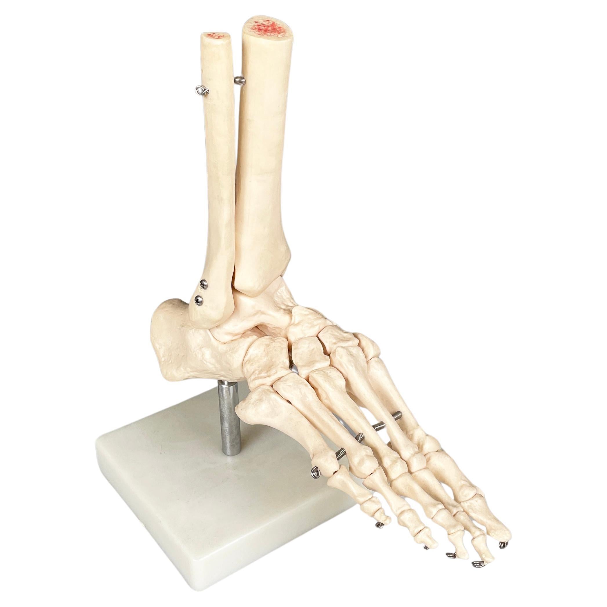 Italian modern Scientific anatomical model of the foot bones in plastic, 2000s