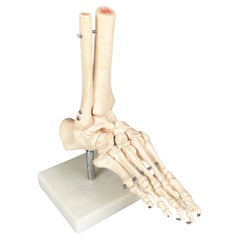 Modèle anatomique scientifique moderne italien des os du pied en plastique, années 2000