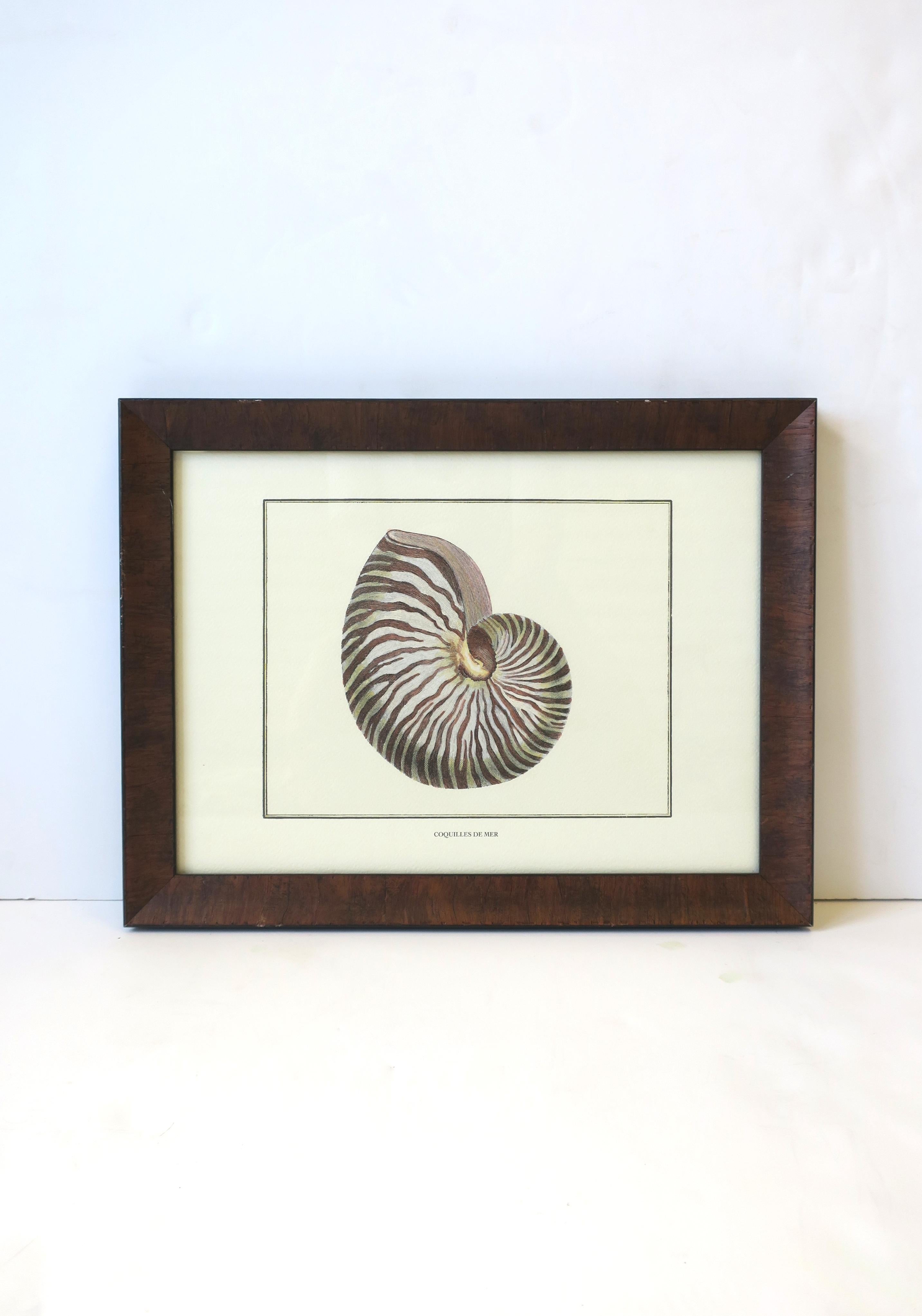 A beautiful Italian seashell framed print, circa late-20th century, Italy. Seashell print is from Florence, Italy, as reads on back white label. On front, at base of shell, it reads 'coquilles de mer' (seashell). Print is finished with a very