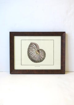Italian Nautilus Seashell Print Artwork Wall Art