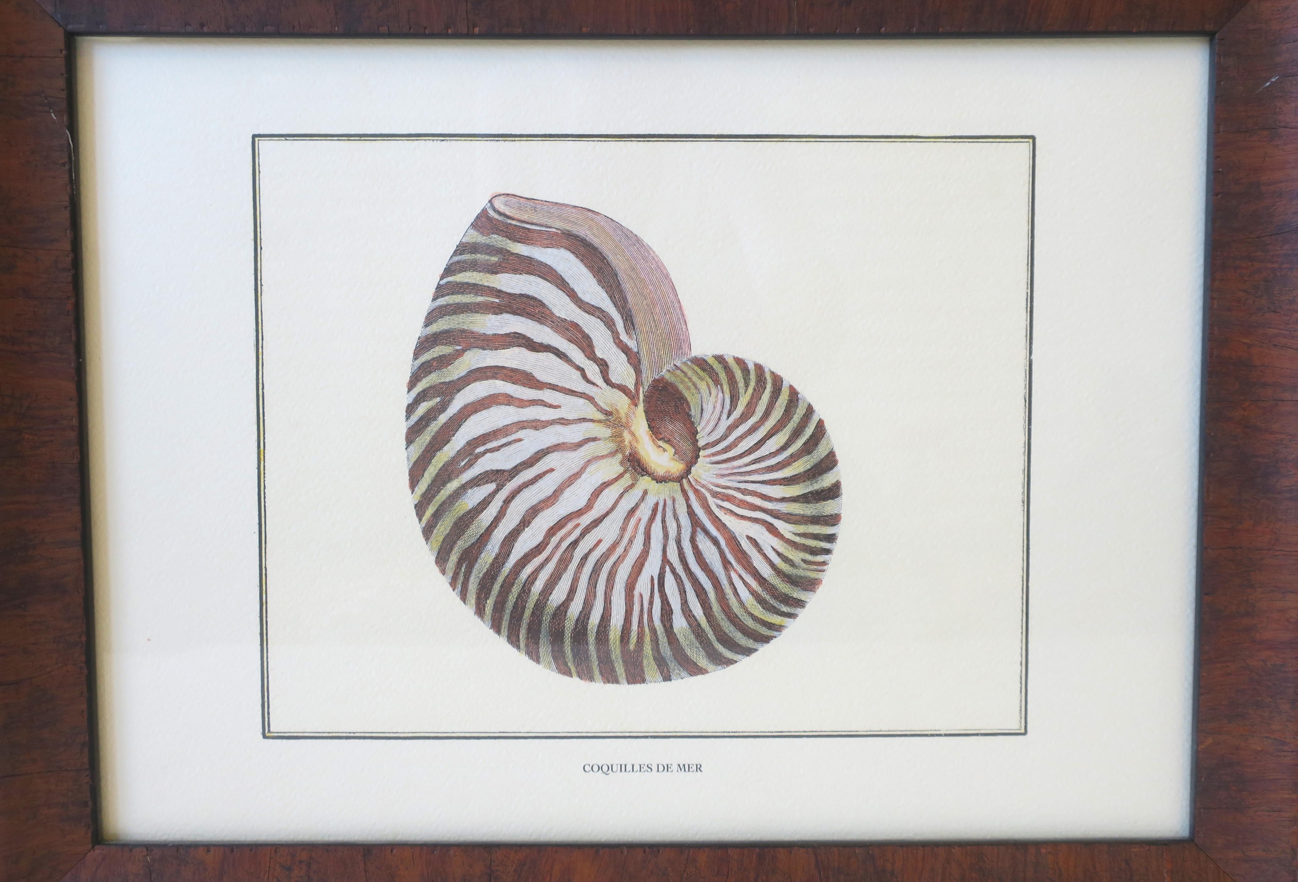 Italienische Nautilus-Muscheldruck-Wandkunst (Glas) im Angebot