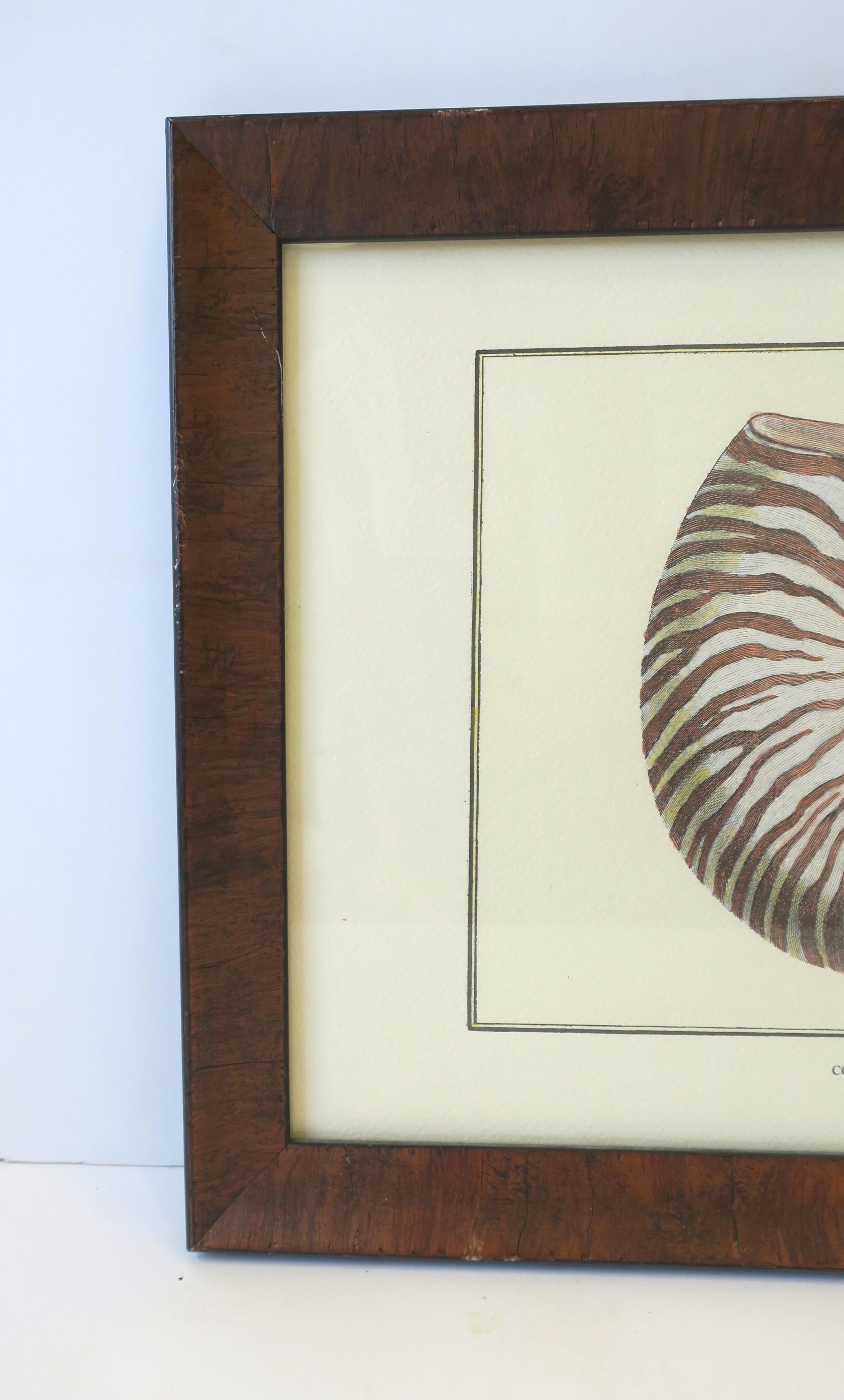 Italian Nautilus Seashell Print Artwork Wall Art For Sale 1