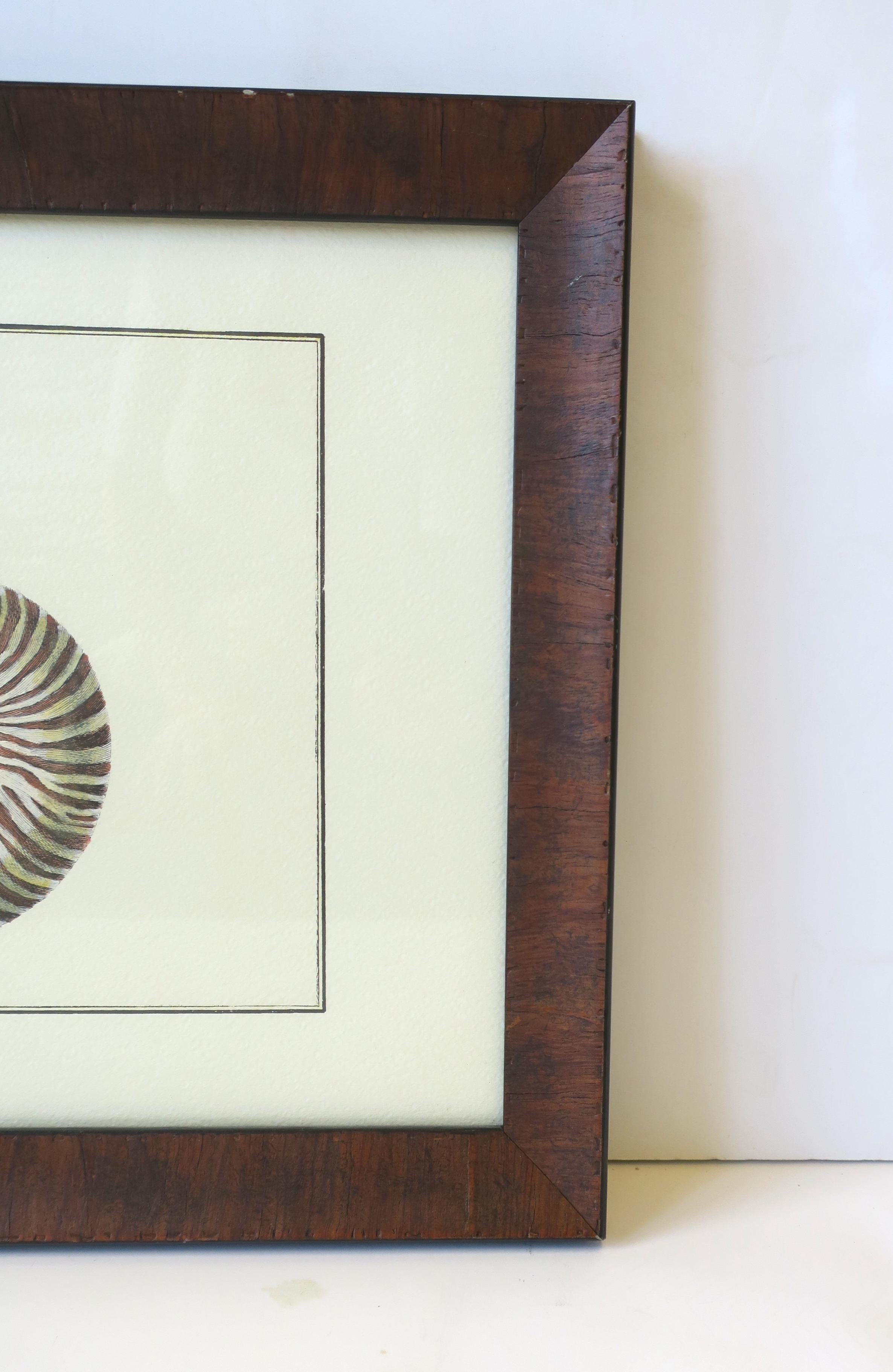 Italienische Nautilus-Muscheldruck-Wandkunst im Angebot 3